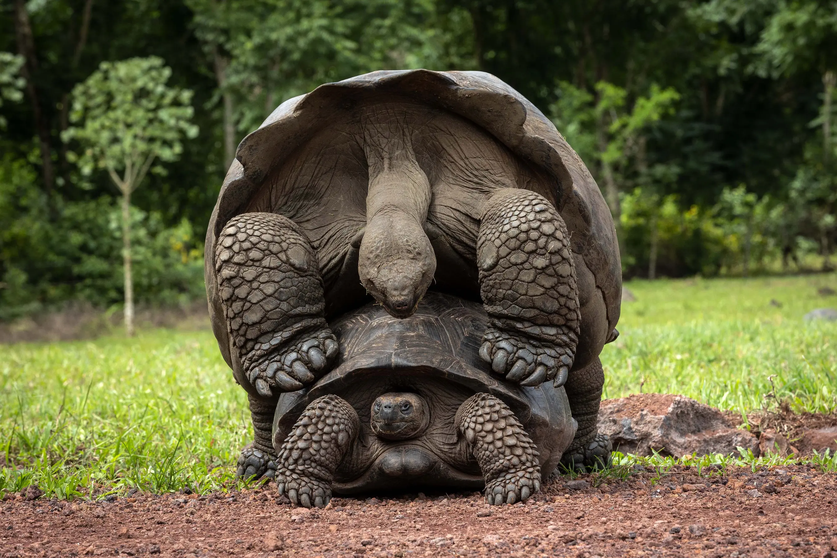 What You Need To Know About The Galapagos Giant Tortoise Aqua Expeditions what-you-need-to-know-about-the-galapagos-giant-tortoise-aqua-expeditions